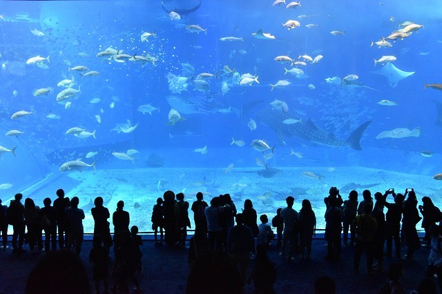 Akvárium Kelly Tarlton’s Sea Life