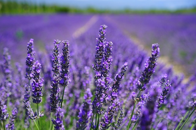 Kdy kvete levandule v Provence